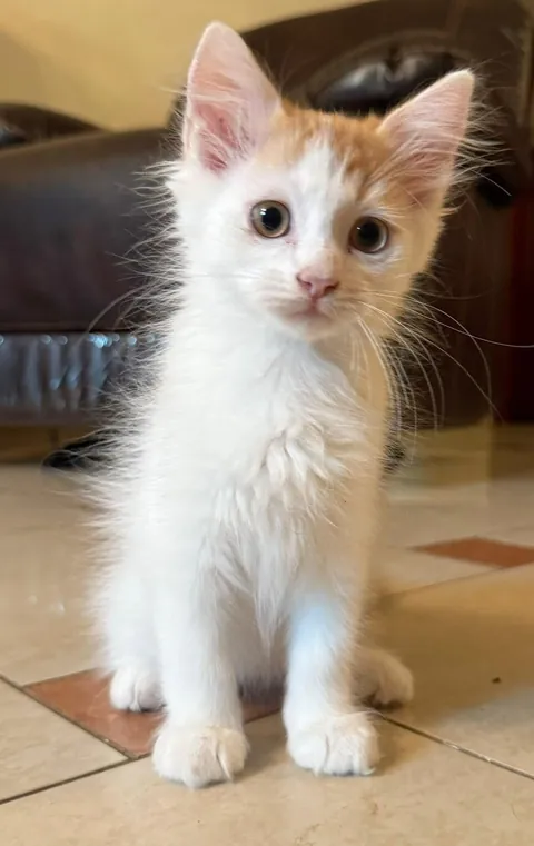 So I got this little guy and I kind of want to call him (Snow) but I need something better.