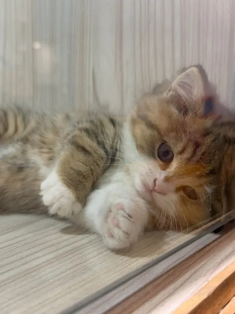 I was not prepared for this level of cute