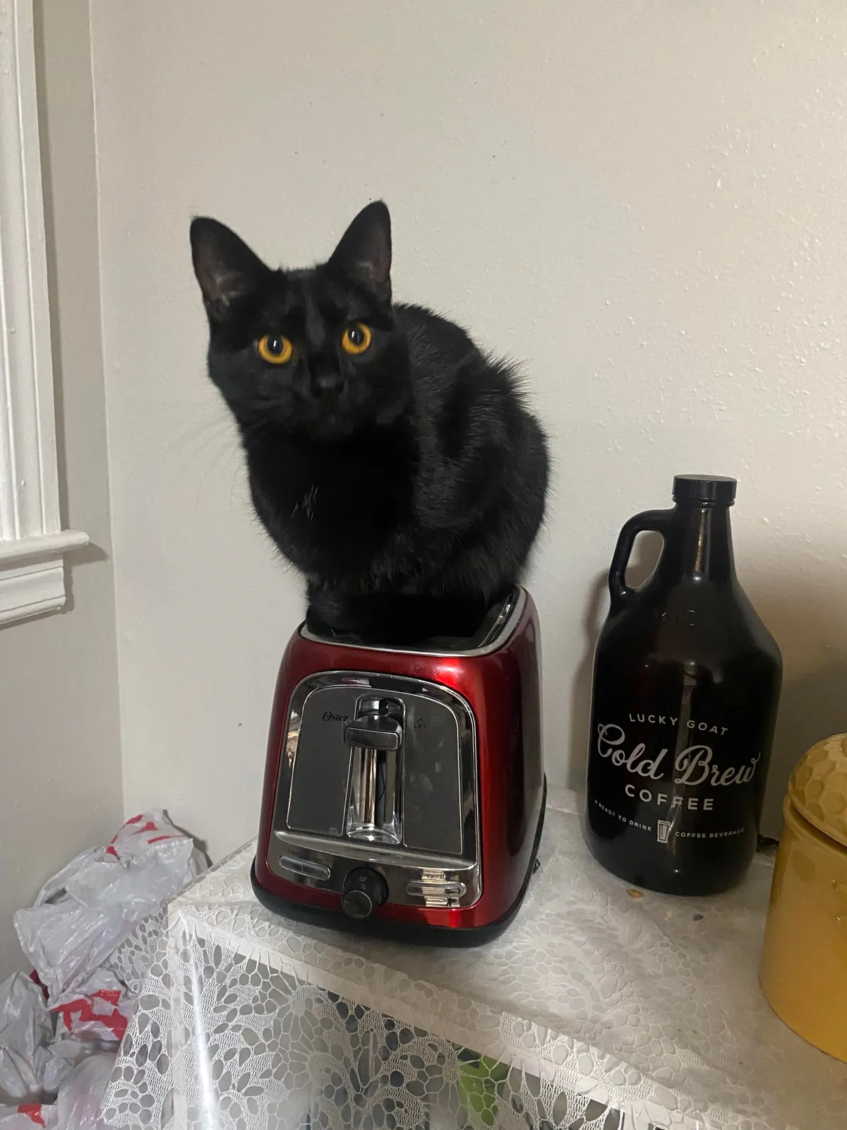 The sweetest and smartest cat I’ve ever had