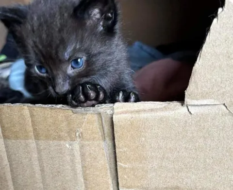 This little boy needed a good home so I could not resist