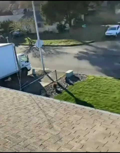 Golden Retrievers are the stupidest geniuses in the Animal Kingdom