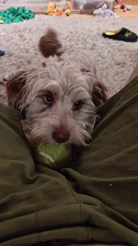 My dog brings me the ball only to take it back when I'm about to grab it