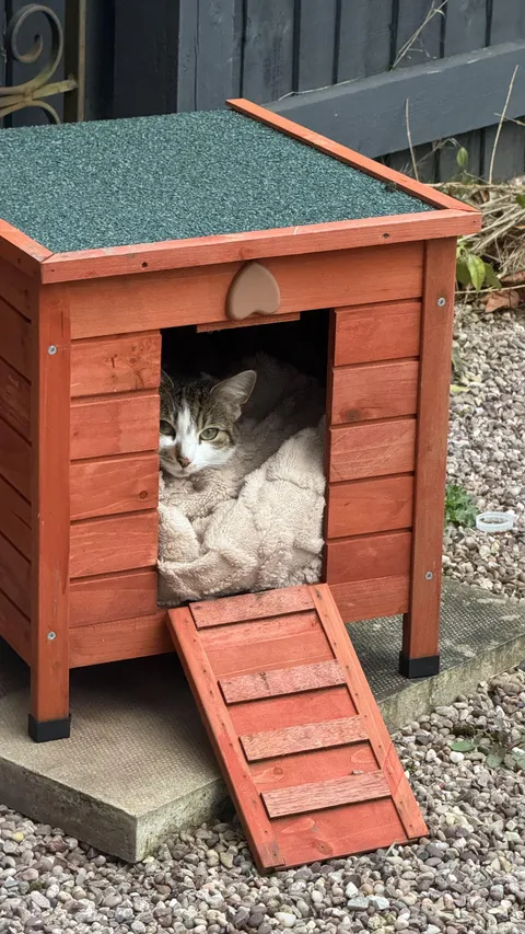 Bought a little house &amp; soft blanket for this stray that was staying in our garden 