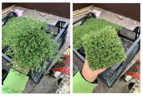 Trimming this thyme was so satisfying 