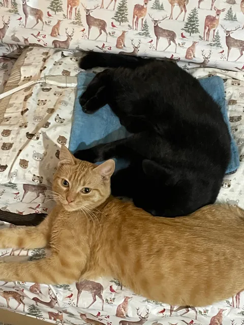 22 Years Old and Still Runs The House