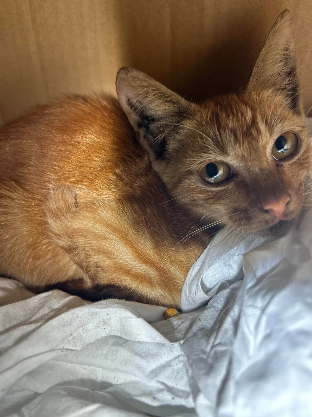 Saved a kitten from a steel mill (and a coworker)