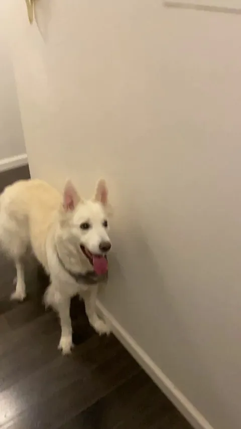 Introduced Tub Dog (her new nickname after my last post) to balloons for the first time. Definitely gonna be her new favorite activity!