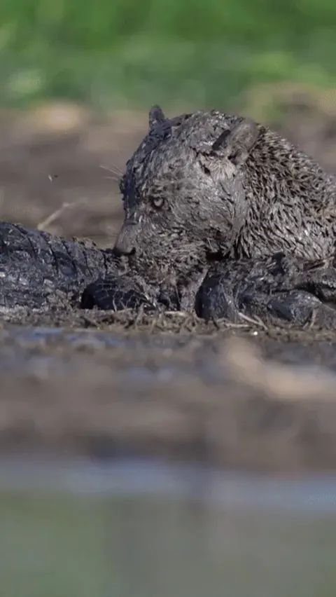 Jaguar about to finish off a caiman in the mud