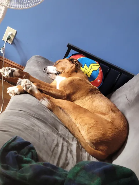 Koda, 50 BMD, 20 Pitt, 10 Shepherd, 10 Lab, 8 great Pyrenees. Sweetest dog I ever owned.