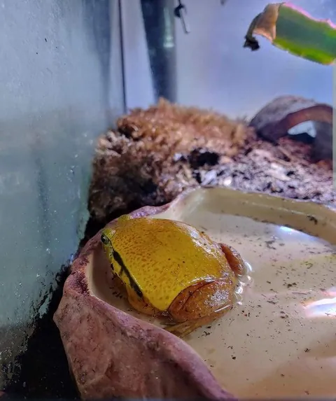 A frog that looks like cheese on a burger
