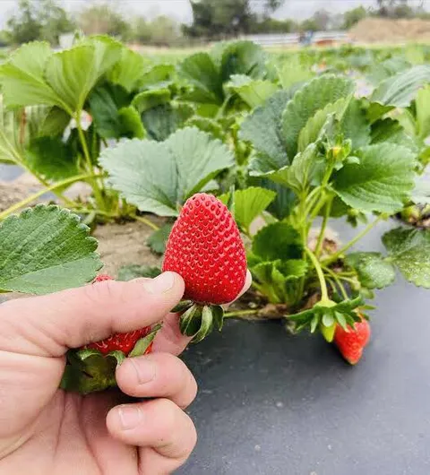 This is little berry made my whole day! First harvest