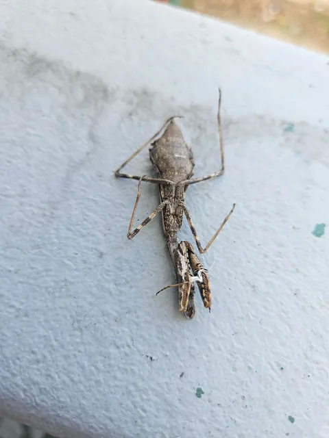 Parasite Filled Mantis: Last Update
