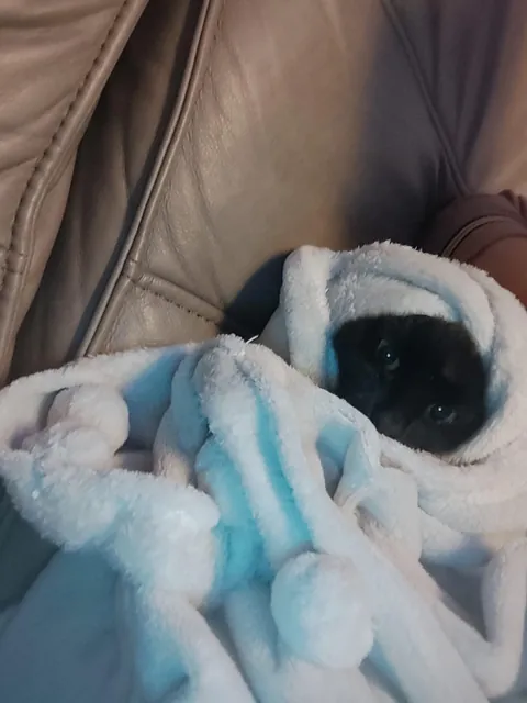 My cat after her bath🛁