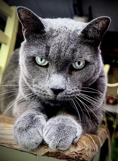 My 13 year young kitty Babette.