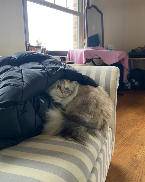 My cat's favorite place is anywhere I leave my coat.