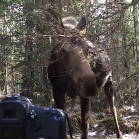 🔥 Big curious moose checking out a wildlife photographer