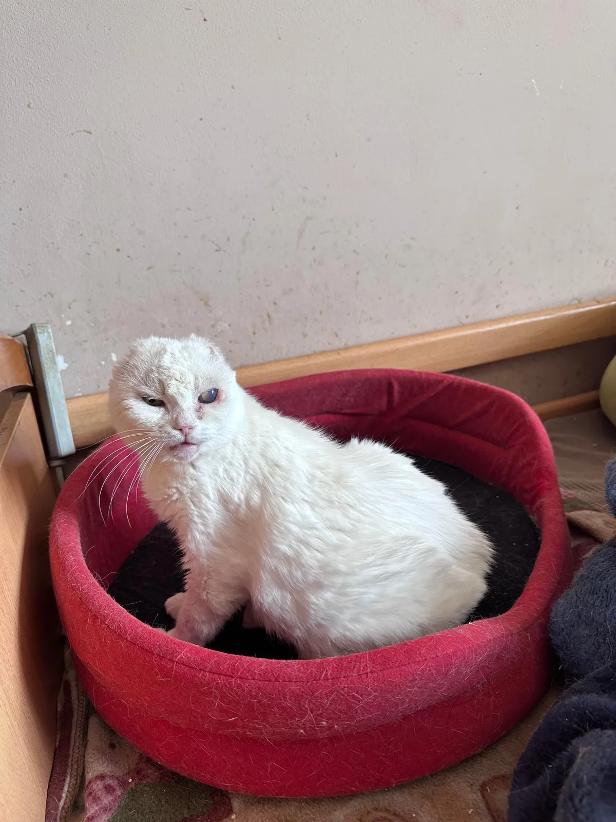 My Sundays are for volunteering at a cat hospice. I think I look forward to it even more than them