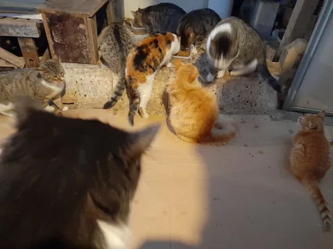 Mealtime for the rescue cats