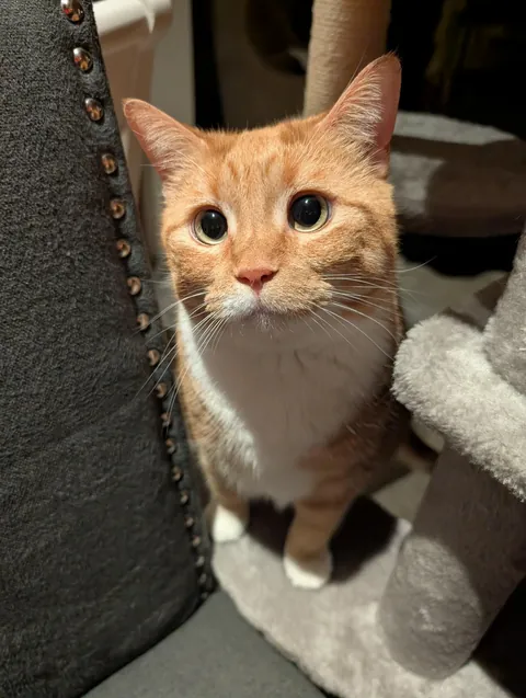 My aunt adopted this cat, and I think she might be the cutest thing Ive seen in my entire life.