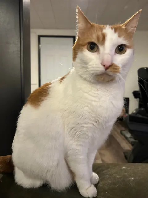 We just adopted Bart and Lisa, the bonded pair of senior kitties. They are 10.