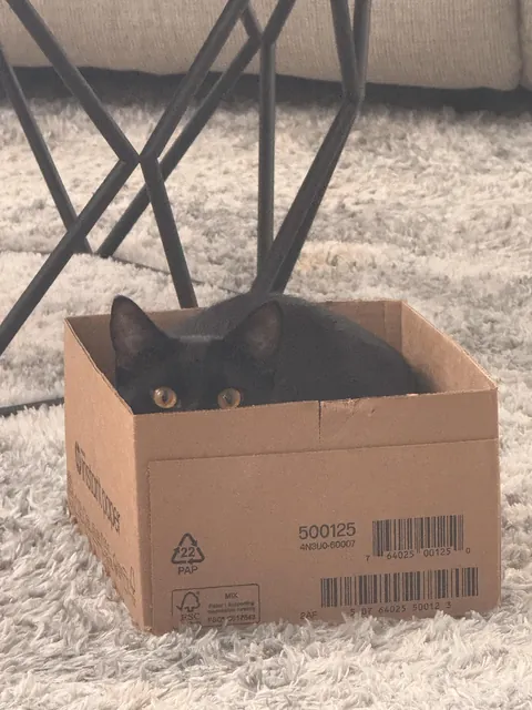 She loves her box!