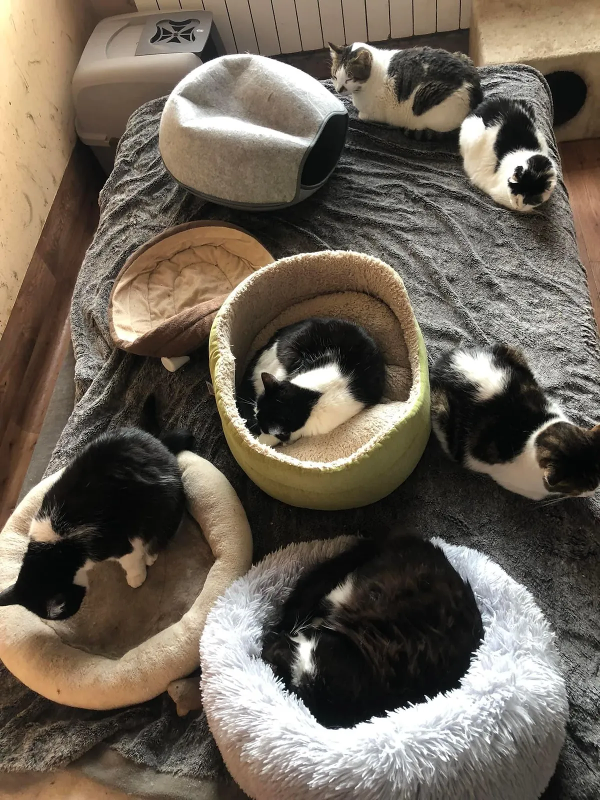 My Sundays are for volunteering at a cat hospice. I think I look forward to it even more than them