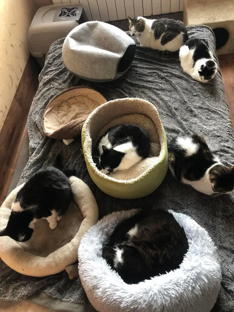 My Sundays are for volunteering at a cat hospice. I think I look forward to it even more than them