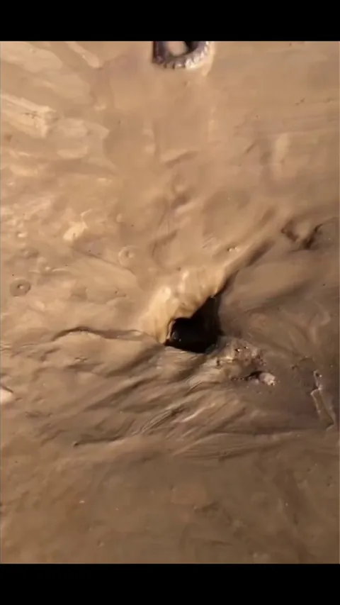 Octopuses are able to fit through the smallest of holes because they have no bones