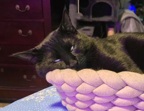 The Results are In: Albert Francois "Albie" is a monorchid!