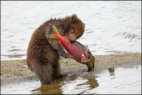 🔥 The little bear cub with the big salmon.