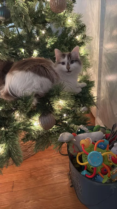 My Sister's cat Defying Gravity