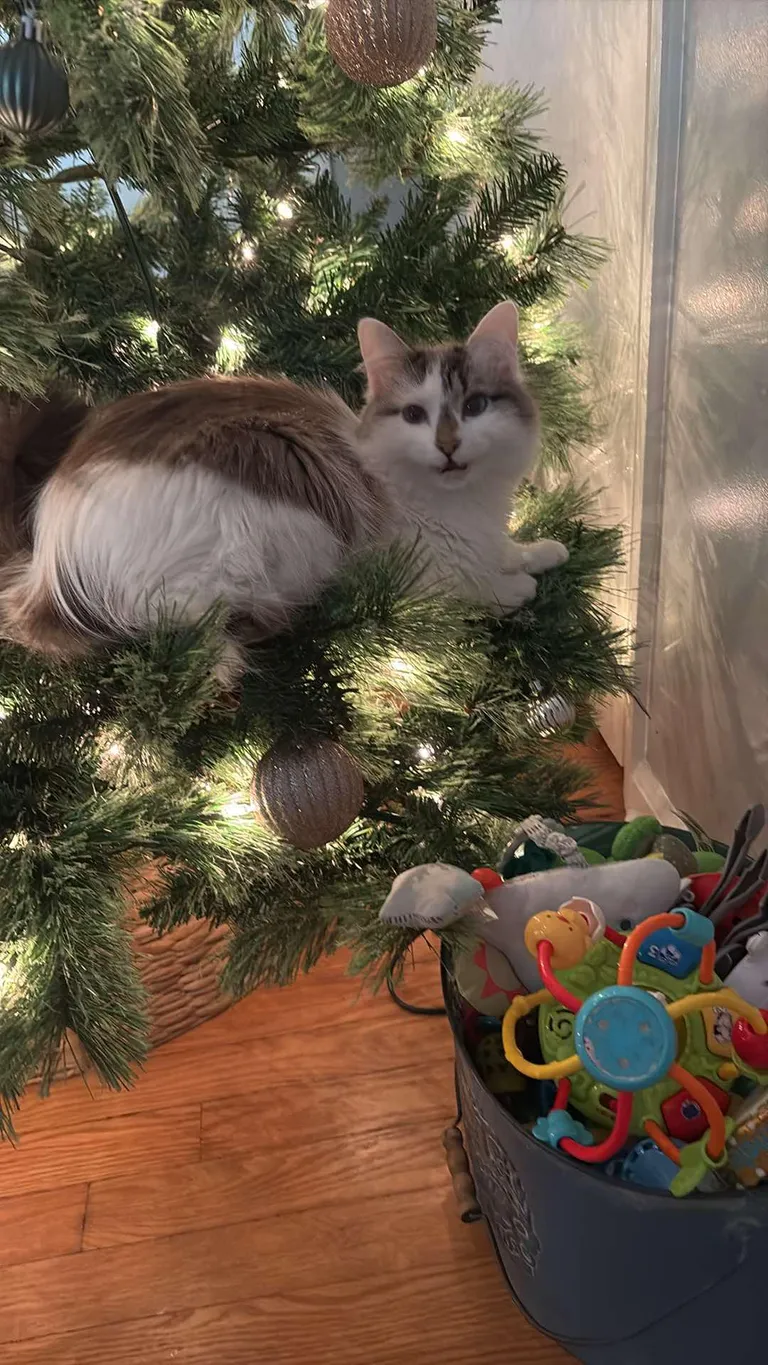 My Sister's cat Defying Gravity