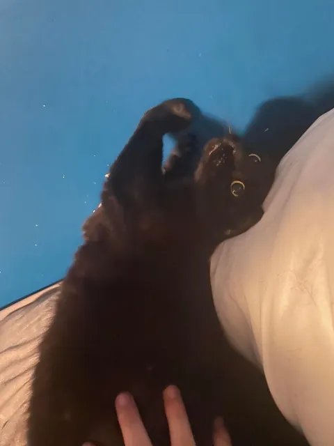 My cat died yesterday, so I wanted to share some of my favorite pictures of him