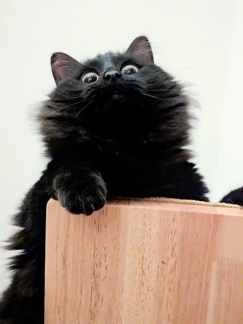 Some cute photos of Tiny, the new arrival