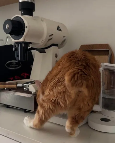 The barista will prepare your latte now