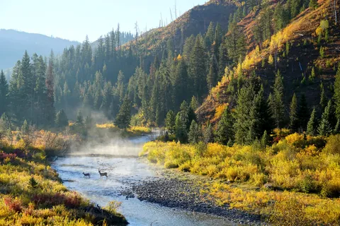 Deer crossing the river this morning in Wyoming. Taken while bundled up in my campervan's bed. (OC)