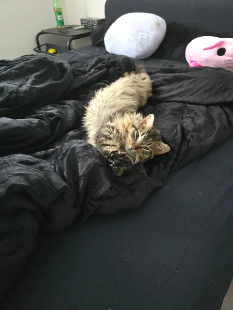 Boyfriend and I finally got our first cat after moving in together. Meet our son, Tobi.