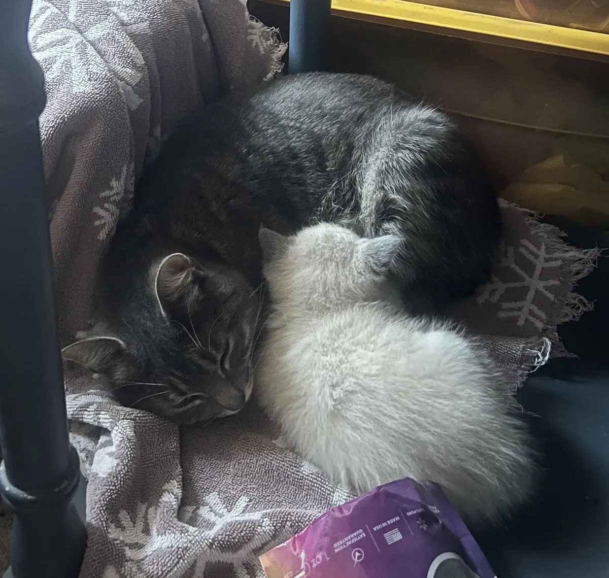 These two stray cats snuck into my mom‘s garage and don’t want to leave. I have a question about what is the best thing I can do for them