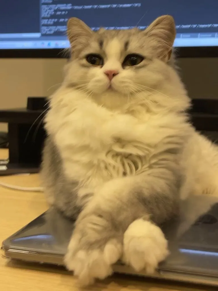 Cat: Oh! You are working? Cute. Watch this yawn