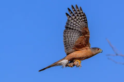 Cooper's Hawk With a Gambel's Quail Chick for Breakfast