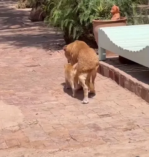 You might remember Tam, our sweet blind senior with Ehlers Danlos syndrome. Here at Sara Morocco, our refuge cats take their jobs seriously, stepping up as Tam’s very own ‘guide cats’ gently leading him around the sanctuary, mothering him with love, every step of the way