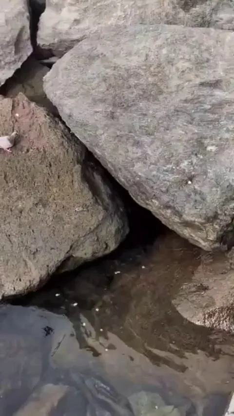 Crab and Pigeon Interaction in the Canary Islands