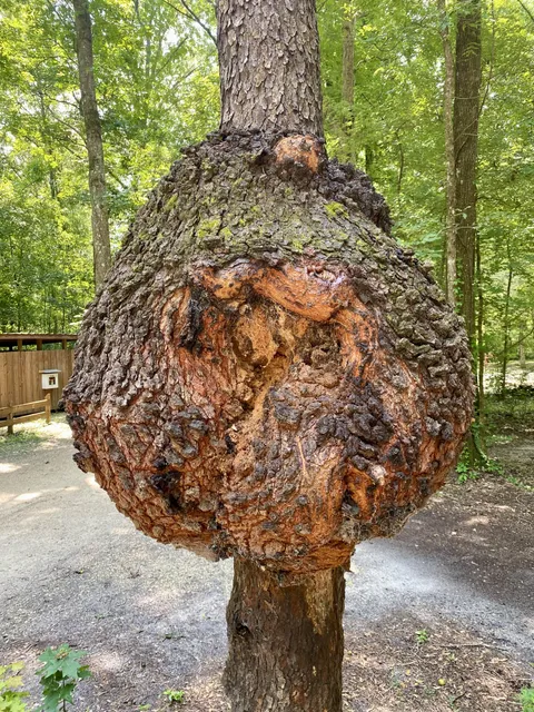 🔥Insane burl