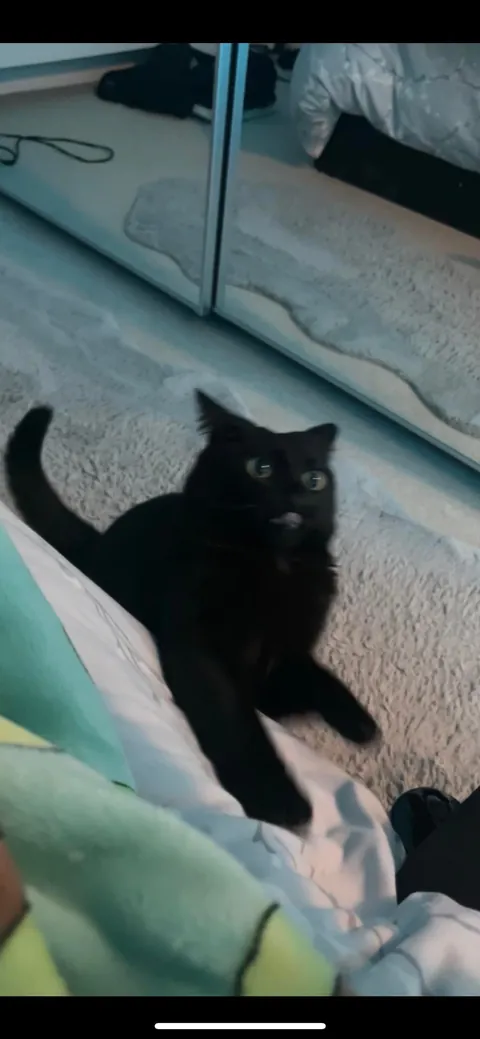 It’s Friday the 13th! Let’s see your black cats🖤 