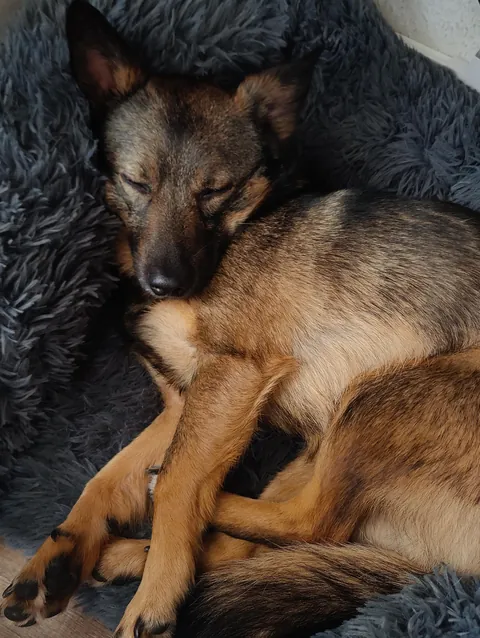 From killing center in romania to family and friends in germany.