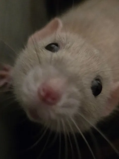 The brother of Jimily, Doby🩷