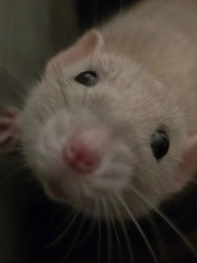 The brother of Jimily, Doby🩷