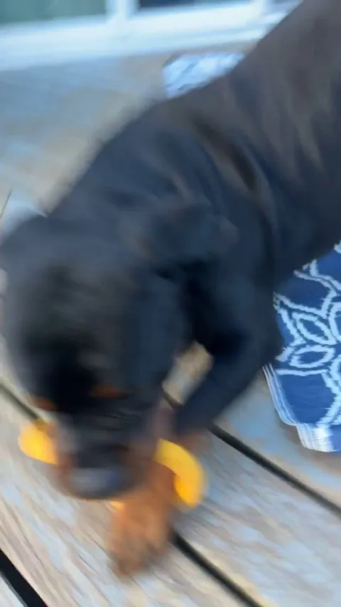 not the first time he’s gotten stuck like this 