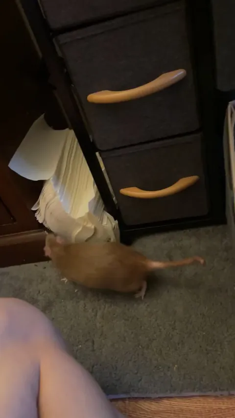 Hm, yes I did think my drawers needed more paper towels