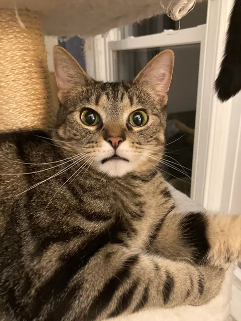 Gave my girlfriend’s cat a smooch in the forehead and he hit me with the most offended look.